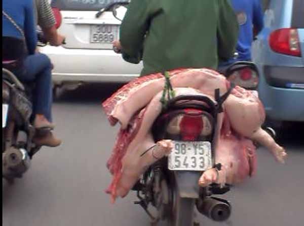 Giữa phố phường bụi bặm, các chú lợn được vận chuyển thô sơ mà rất mất vệ sinh